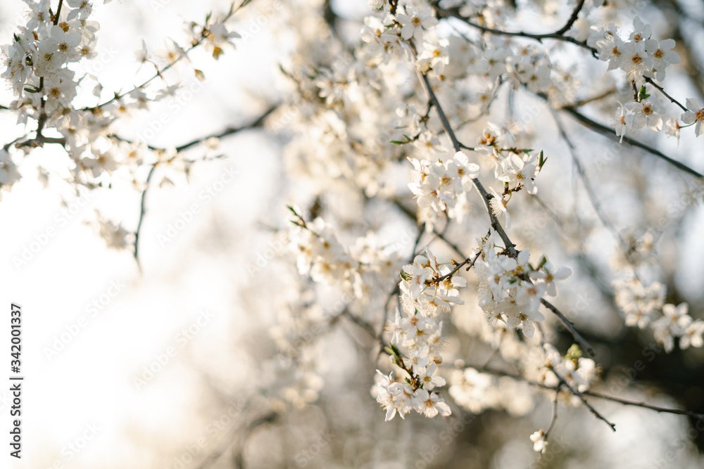 on the branches of the cherry plum tree, there are many white, delicate flowers that bloomed in early spring.in the rays of the setting sun. seasonal trend.natural concept