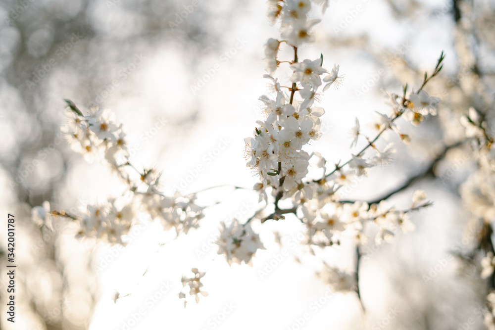 on the branches of the cherry plum tree, there are many white, delicate flowers that bloomed in early spring.in the rays of the setting sun. seasonal trend.natural concept