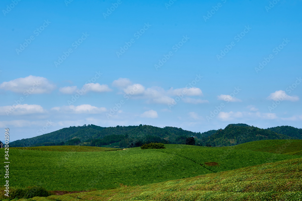 green field with blue sky