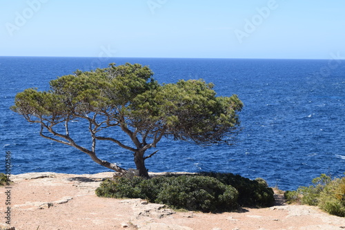 Samotne drzewo na urwisku z Morzem Śródziemnym w tle
