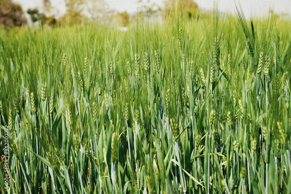 Fields of green millet with sun light