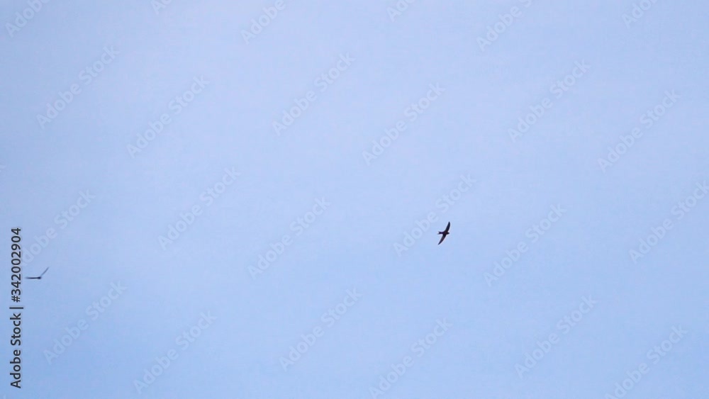 Swallows flying in blue sky. Tranquil background nature scene with copy space. Concept of freedom and wildlife. Swallows flying in blue sky. Tranquil background nature scene with copy space. Concept of freedom and wildlife.