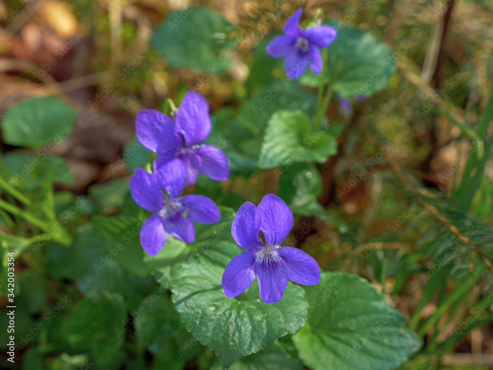 Wald-Veilchen (Viola sylvestris)