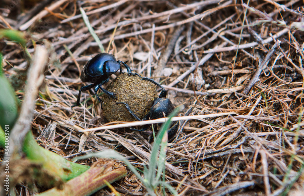 Obraz premium dung beetles