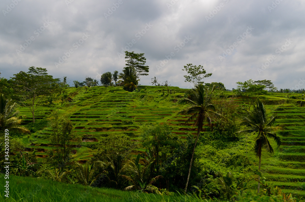 Fototapeta premium Reisterasse Bali 