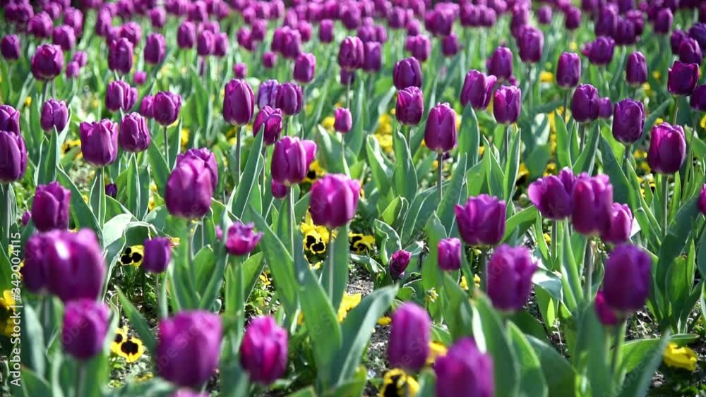Purple Dutch tulip Tulipa . blooming Tulip in the field, flowers are blooming Purple Dutch tulip Tulipa . blooming Tulip in the field, flowers are blooming