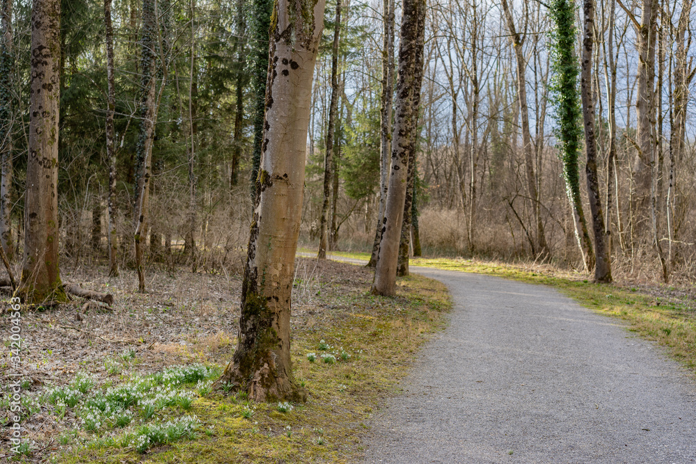 Fototapeta premium Gravel path in riparian woodland in springtime.