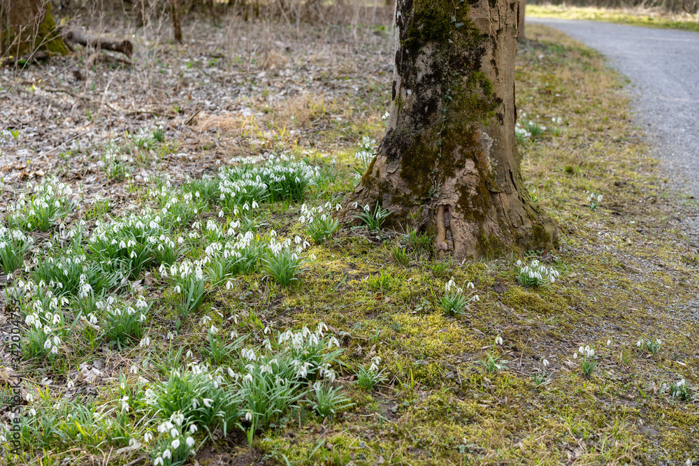 High angle view of illuminated forest floor with white snowdrops and tree trunk in spring.