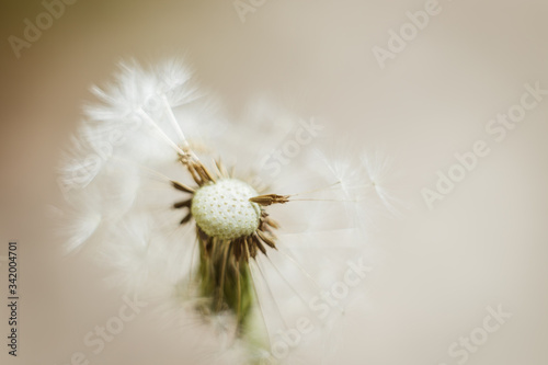 spring dandelion flowers on the street