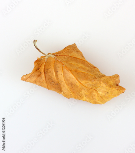 Brown dry leaf