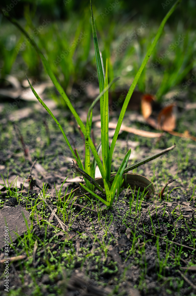 green grass growing in the ground green grass growing in the ground