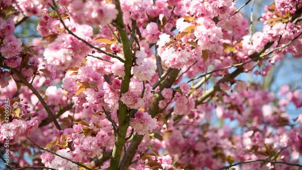Closeup shot of pink sakura bloom with leaves on branch , Cherry blossom Closeup shot of pink sakura bloom with leaves on branch , Cherry blossom