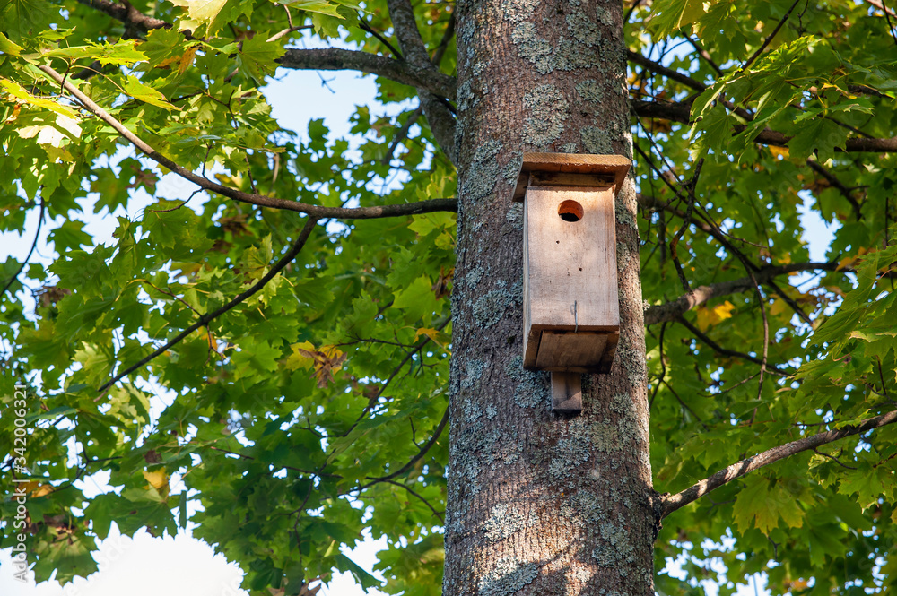 Wooden birdhouse mounted high on the tree