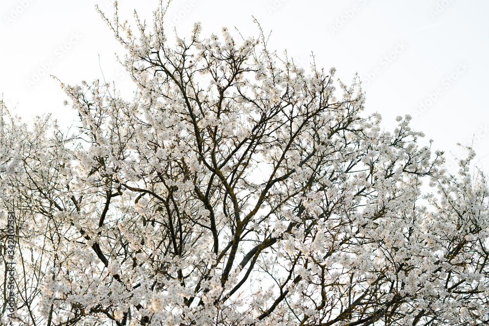 on the crown of the plum tree, there are many white, delicate flowers that bloomed in early spring.in the rays of the setting sun. seasonal trend.natural concept. in botanical garden on the crown of the plum tree, there are many white, delicate flowers that bloomed in early spring.in the rays of the setting sun. seasonal trend.natural concept. in botanical garden