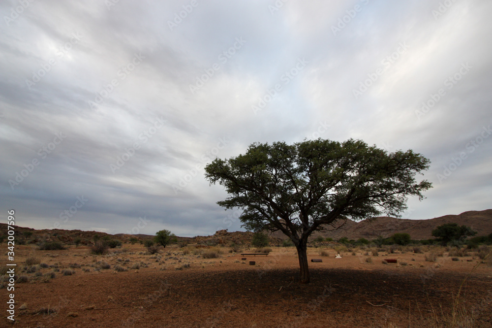 Tree against overcast desert background