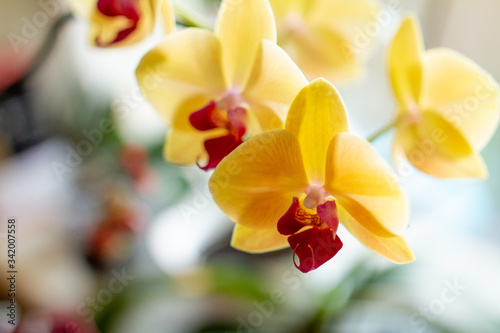 yellow orchids with a pink center. Houseplants