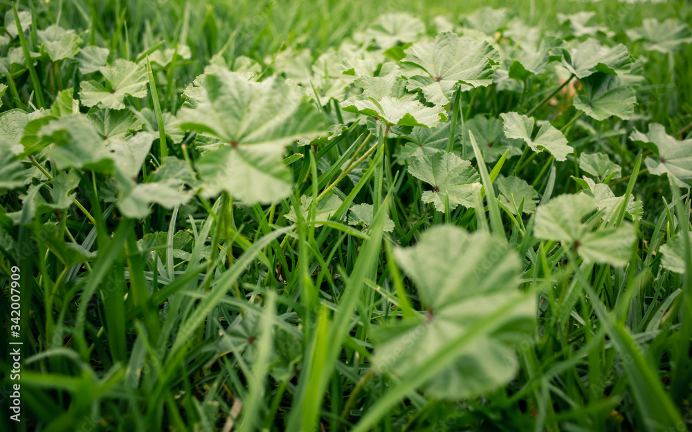 fresh green grass fresh green grass