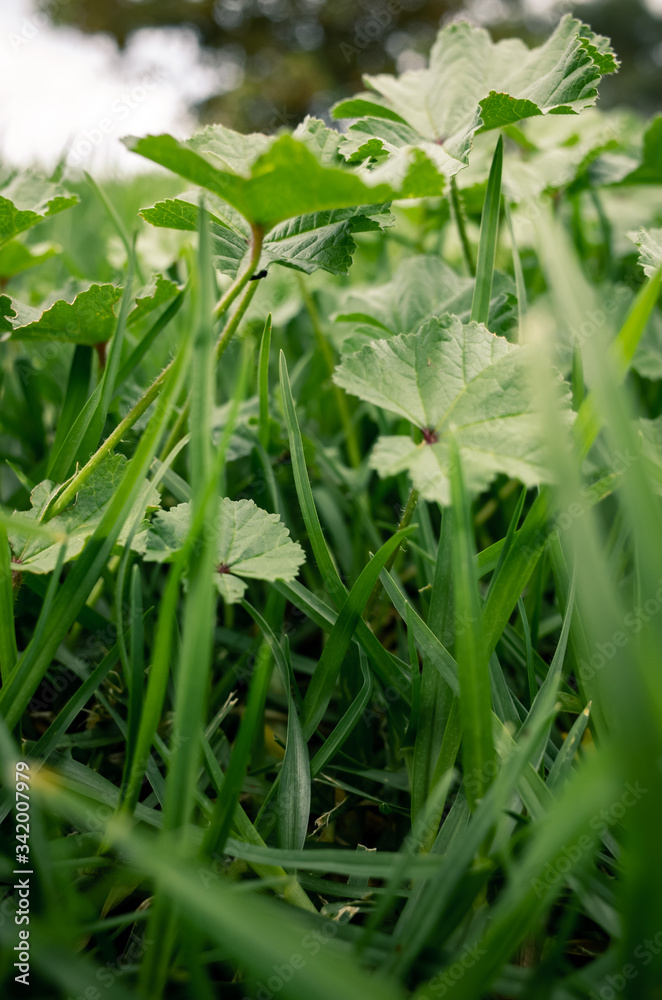 green grass in the garden green grass in the garden