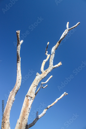 Obraz na płótnie Dead tree branches against blue sky w salonie