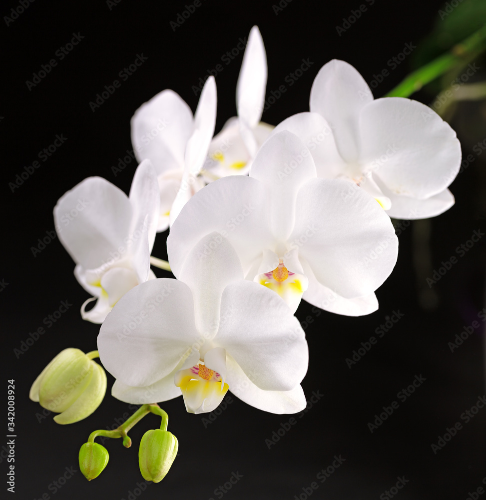 orchid white flower and bud orchid white flower and bud