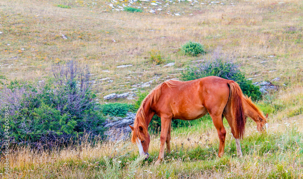 Naklejka premium horse in the meadow with foal