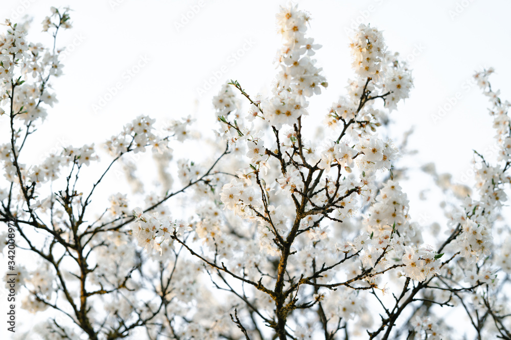 on the crown of the plum tree, there are many white, delicate flowers that bloomed in early spring.in the rays of the setting sun. seasonal trend.natural concept. in botanical garden on the crown of the plum tree, there are many white, delicate flowers that bloomed in early spring.in the rays of the setting sun. seasonal trend.natural concept. in botanical garden