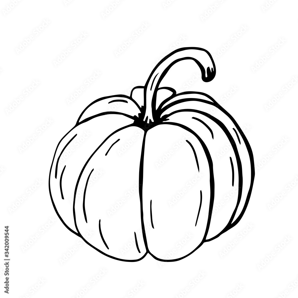 Hand drawn line art illustration. Drawing healthy food - pumpkin. Vector graphic. Can be used for printing on fabric, clothing, mugs, postcards and much more.