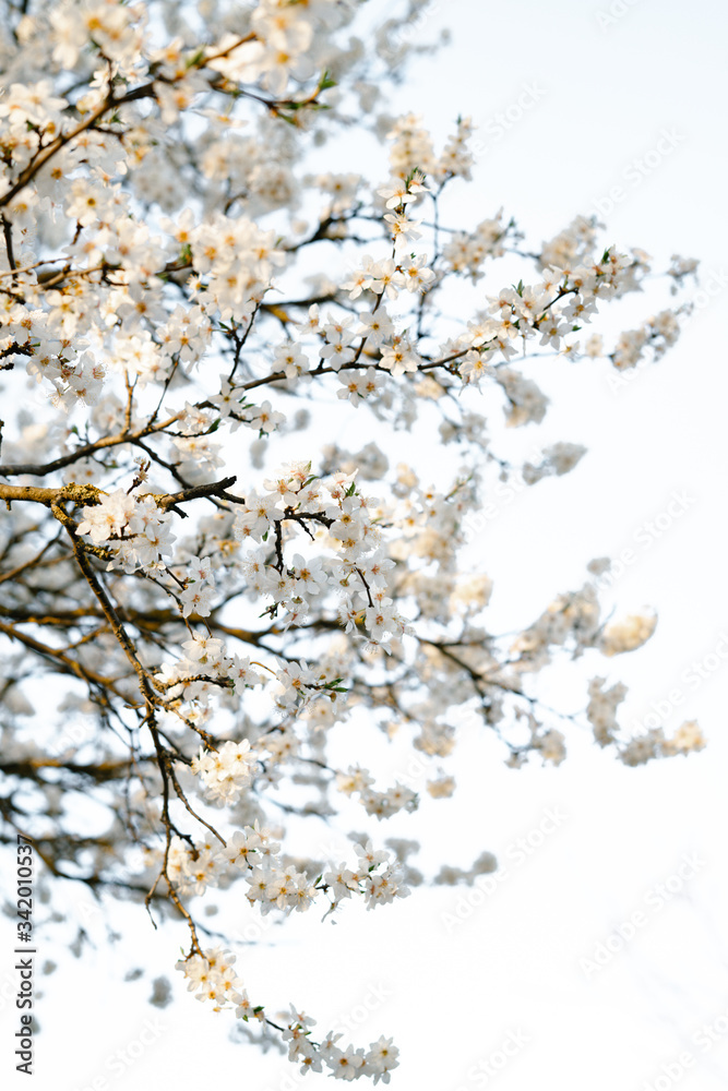 on the crown of the plum tree, there are many white, delicate flowers that bloomed in early spring.in the rays of the setting sun. seasonal trend.natural concept. in botanical garden