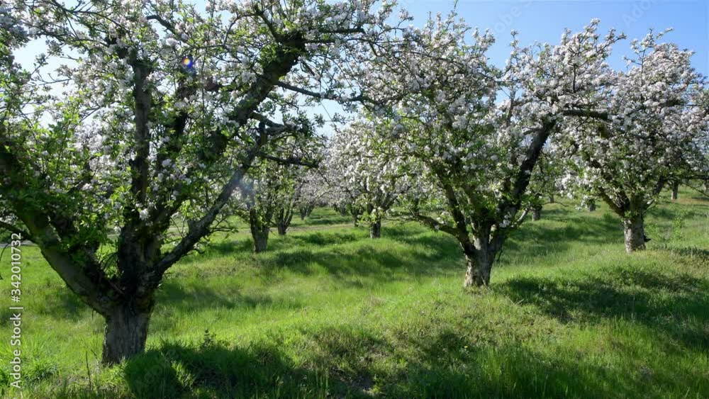 Spring apple orchard trees during sunny day Spring apple orchard trees during sunny day