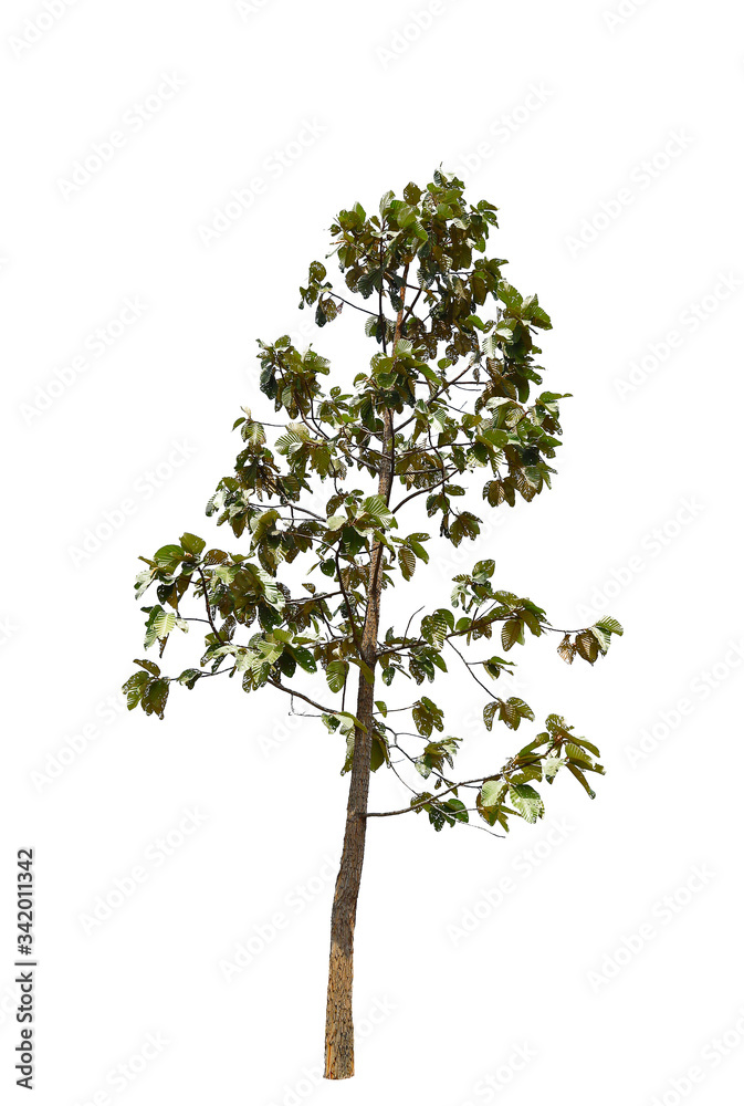 Hairy Keruing tree isolated on white background,tree of thailand.   