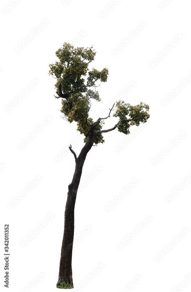 Burmese lacquer tree isolated on white background, tree of thailand. Burmese lacquer tree isolated on white background, tree of thailand.