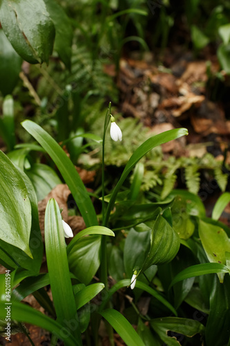 snowdrops