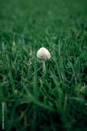 mushroom in the grass