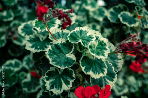Green leaves and red flowers