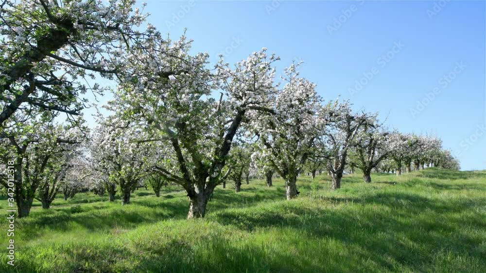Spring apple orchard trees during sunny day Spring apple orchard trees during sunny day