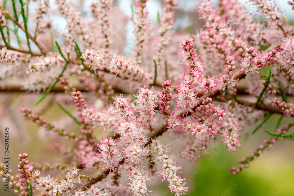 ピンクの花が咲く木 満開のギョリュウ Stock Photo Adobe Stock