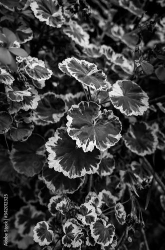 black and white leaves