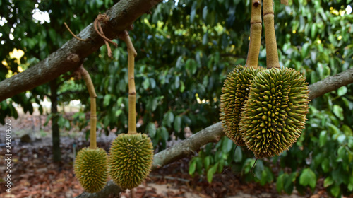 Durian screw On the tree is a delicious fruit.