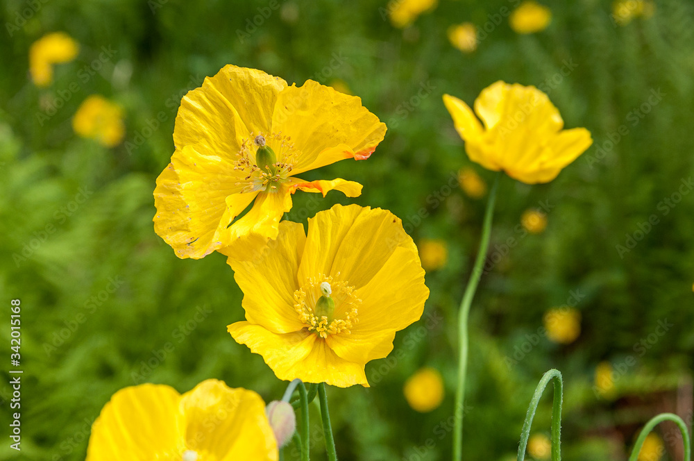 Close up of Eschscholzia californica. Concept: flowers of Scotland Close up of Eschscholzia californica. Concept: flowers of Scotland