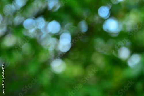 Blurry photo of green trees for background