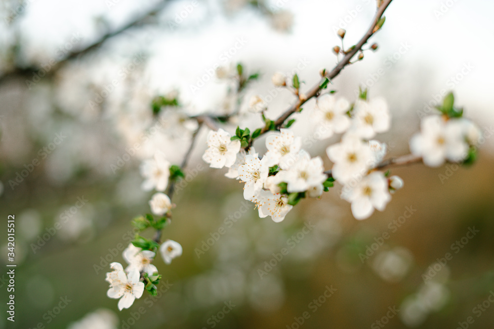 with a lot of white,delicate cherry blossom flowers. branches of a blooming plum tree on background of green grass in light of setting sun. huge blooming tree. seasonal trend.natural concept. with a lot of white,delicate cherry blossom flowers. branches of a blooming plum tree on background of green grass in light of setting sun. huge blooming tree. seasonal trend.natural concept.