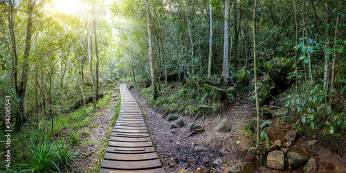 Fototapeta Naklejka Na Ścianę i Meble -  wooden walkway in the forest