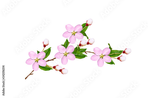 Fototapeta Naklejka Na Ścianę i Meble -  Flowering branch of cherry isolated on a white background.