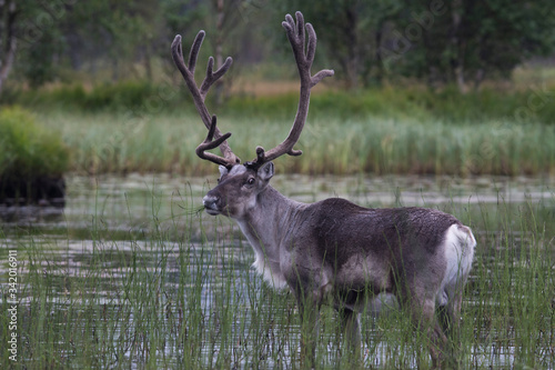 Fototapeta Naklejka Na Ścianę i Meble -  Deer