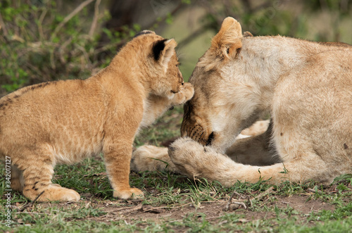 Lioness cub touching her mother with affection, Masai Mara