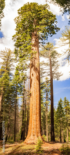 Sequoia tree panorama on a sunny day in California 