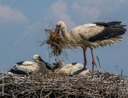 Young Storks © Grzegorz
