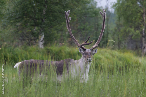 Fototapeta Naklejka Na Ścianę i Meble -  Deer