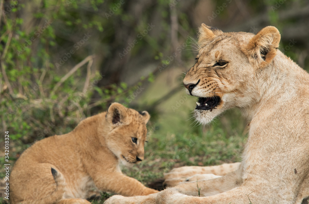 Lioness and her cub resting on grasses, Masai Mara Lioness and her cub resting on grasses, Masai Mara