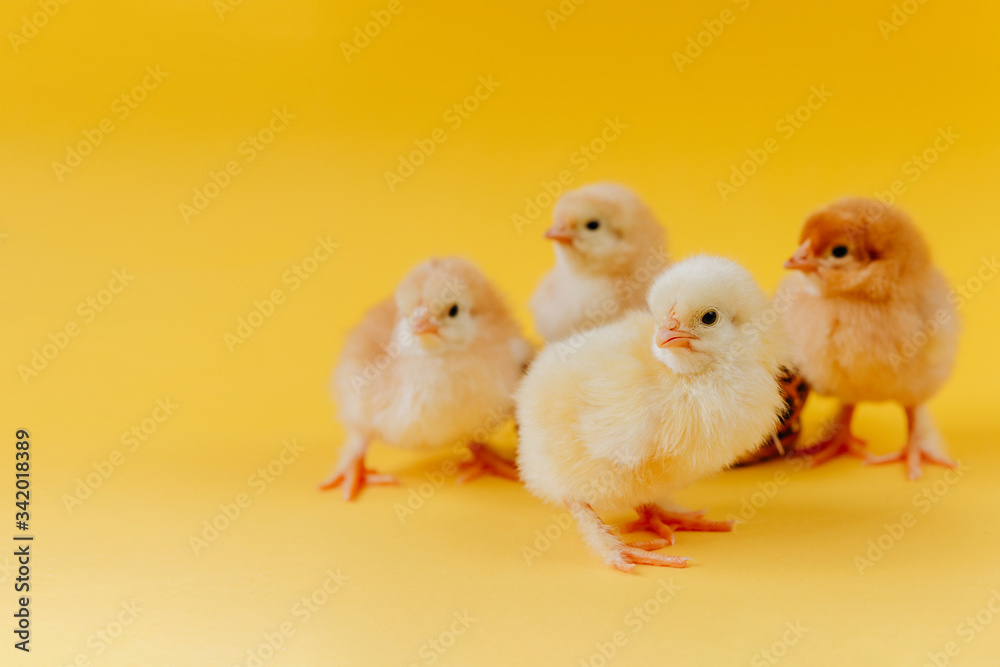 Yellow cute small four chicks sitting in nest near eggs on yellow background. Concept of easter postcard. Organic meat and egg on farm.